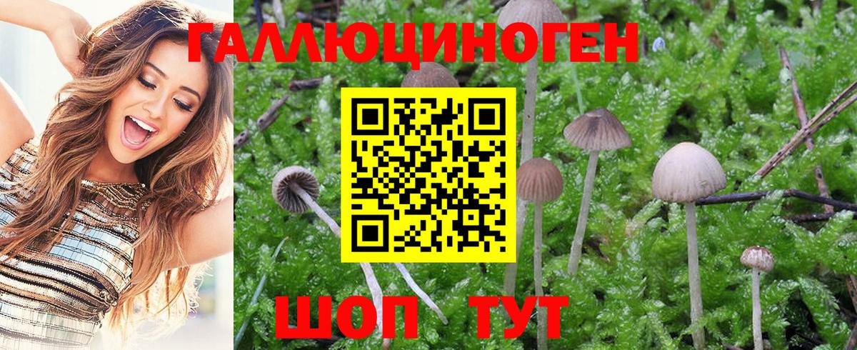Отрадный  купить наркоту  Вход с VPN  Псилоцибиновые грибы Cubensis 